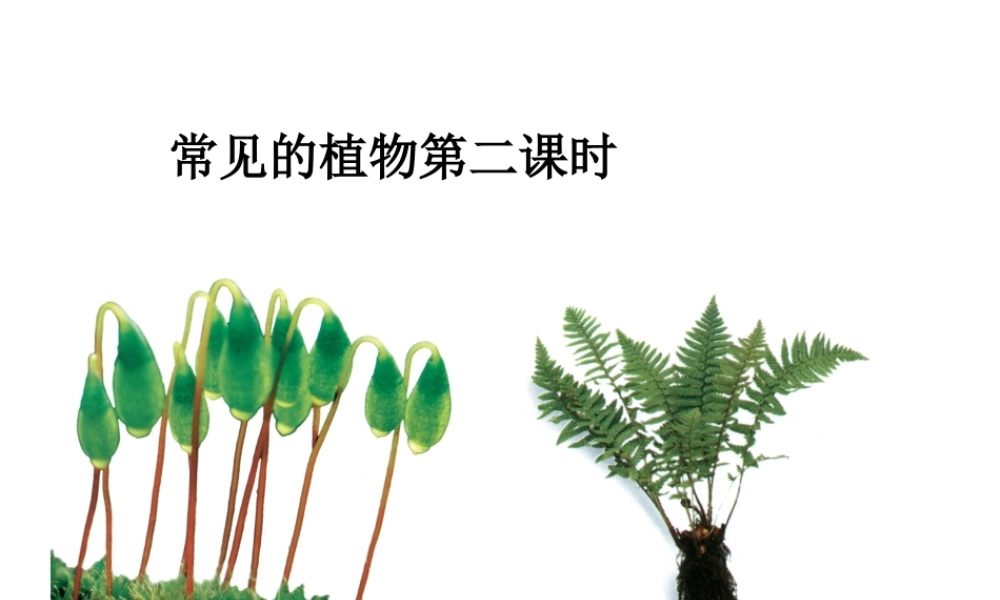 2014学年七年级科学上册 常见的植物（第2课时）课件 浙教版