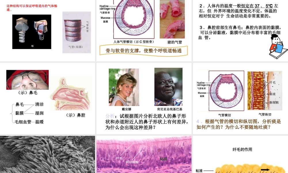 2014七年级生物下册 3.1 呼吸道对空气的处理课件2 新人教版