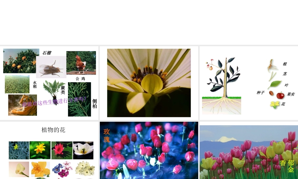 2014学年七年级科学上册 第二章 第五节 常见的植物课件 浙教版