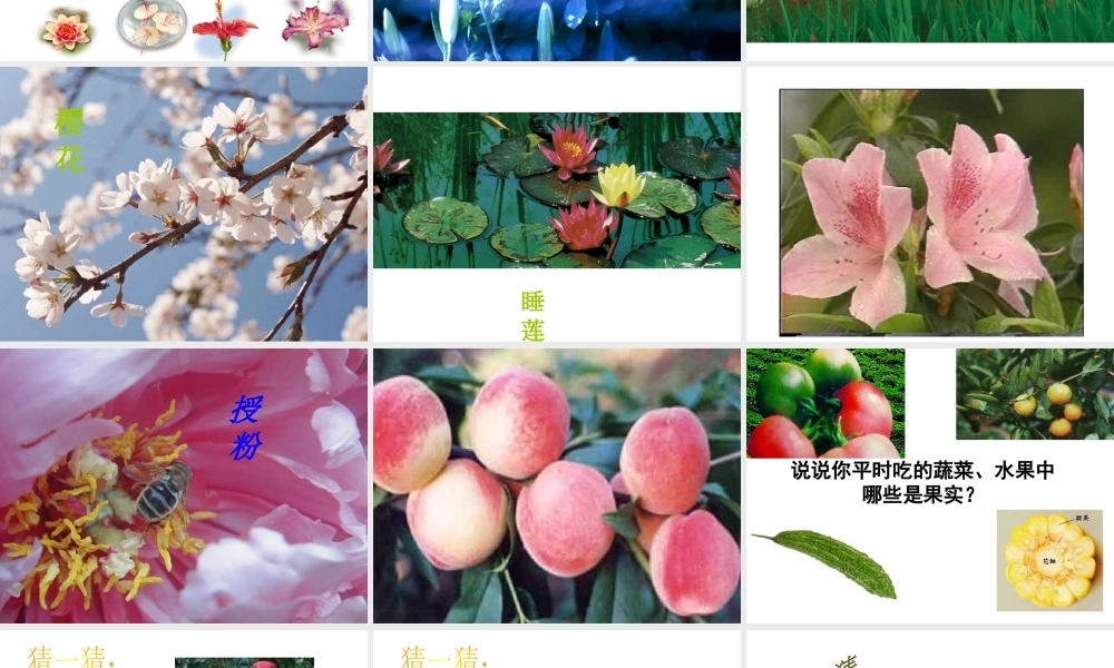 2014学年七年级科学上册 第二章 第五节 常见的植物课件 浙教版