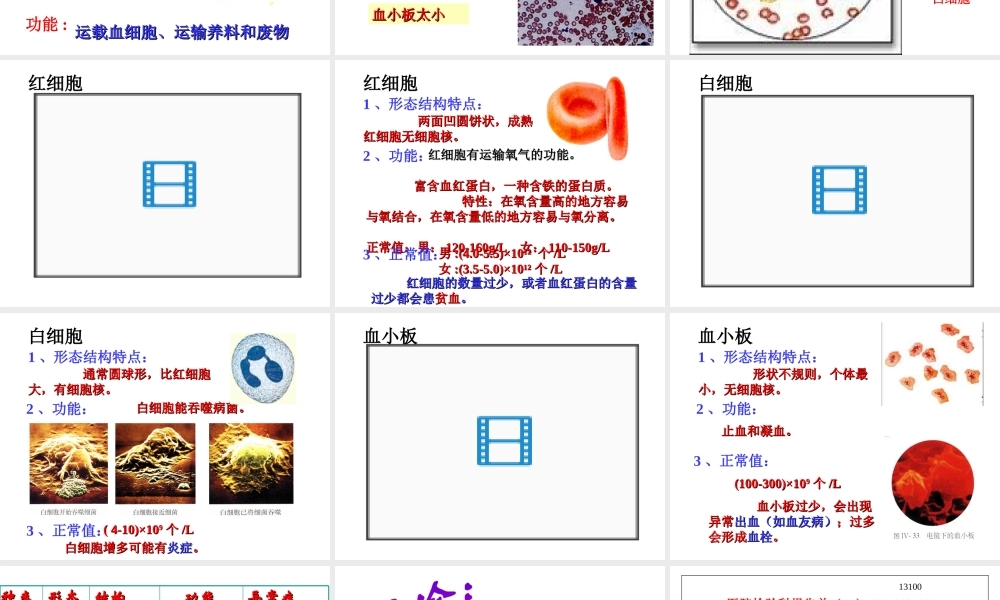 2014七年级生物下册 4.1 流动的组织---血液课件1 新人教版