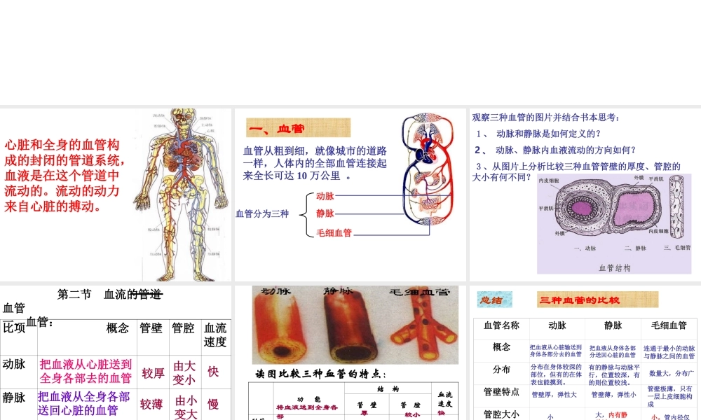 2014七年级生物下册 4.2 血流的管道--血管课件 新人教版
