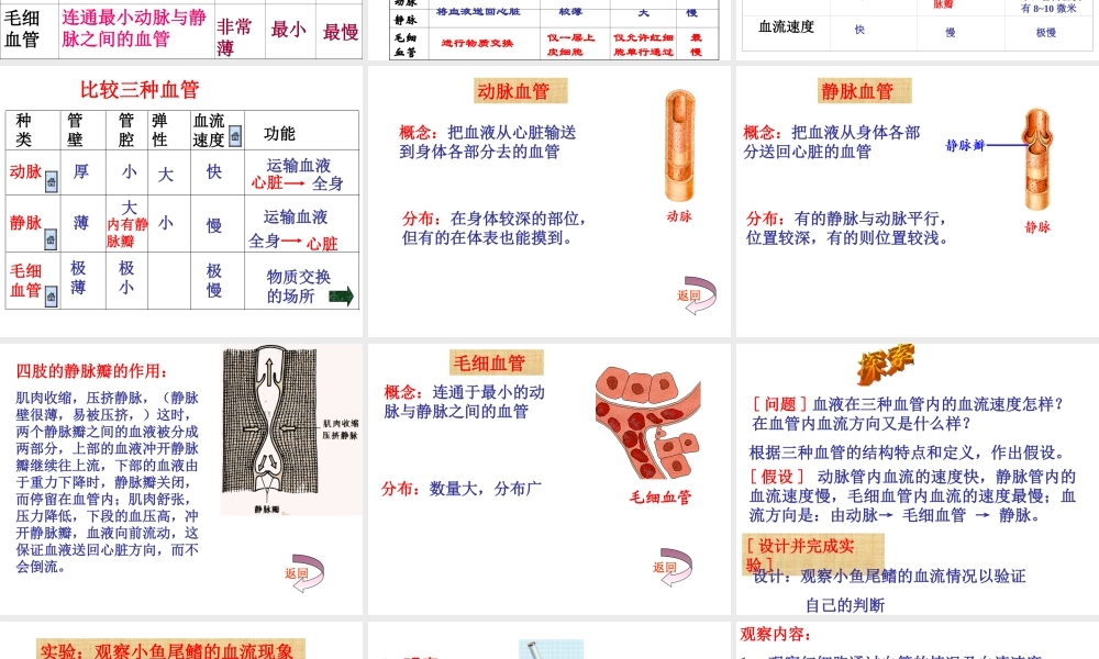 2014七年级生物下册 4.2 血流的管道--血管课件 新人教版