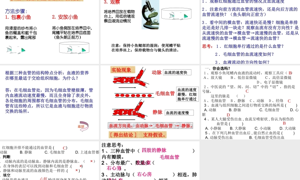 2014七年级生物下册 4.2 血流的管道--血管课件 新人教版