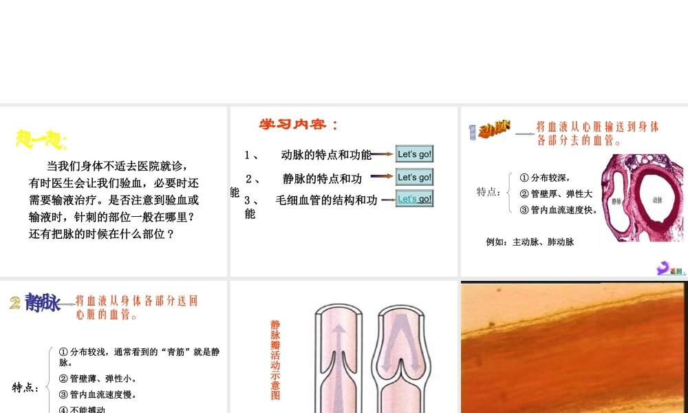 2014七年级生物下册 4.2 血流的管道——血管课件 新人教版