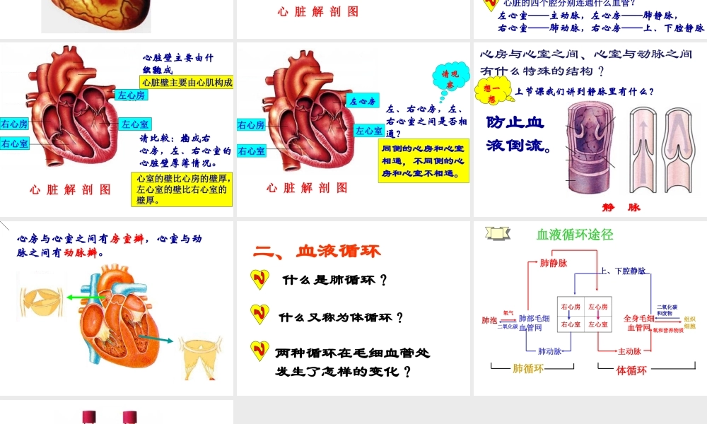 2014七年级生物下册 4.3 输送血液的泵--心脏课件1 新人教版