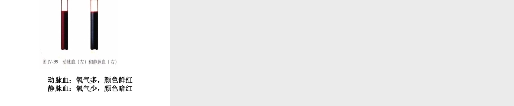 2014七年级生物下册 4.3 输送血液的泵--心脏课件1 新人教版