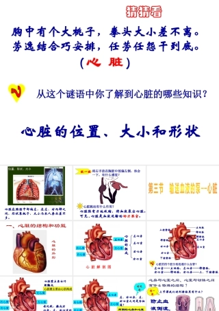 2014七年级生物下册 4.3 输送血液的泵--心脏课件1 新人教版