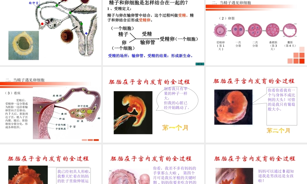 2014七年级生物下册 4.8.1 精卵结合孕育新的生命课件二 （新版）苏教版