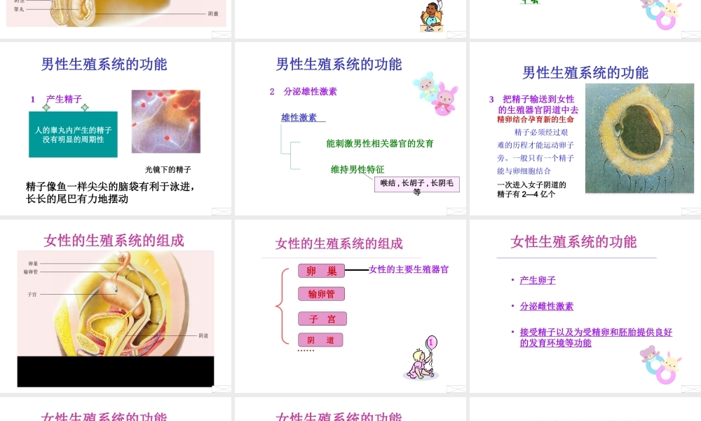 2014七年级生物下册 4.8.1 精卵结合孕育新的生命课件一 （新版）苏教版