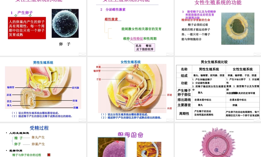 2014七年级生物下册 4.8.1 精卵结合孕育新的生命课件一 （新版）苏教版