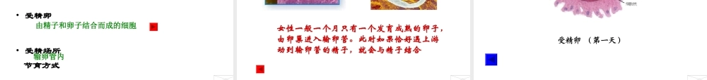 2014七年级生物下册 4.8.1 精卵结合孕育新的生命课件一 （新版）苏教版
