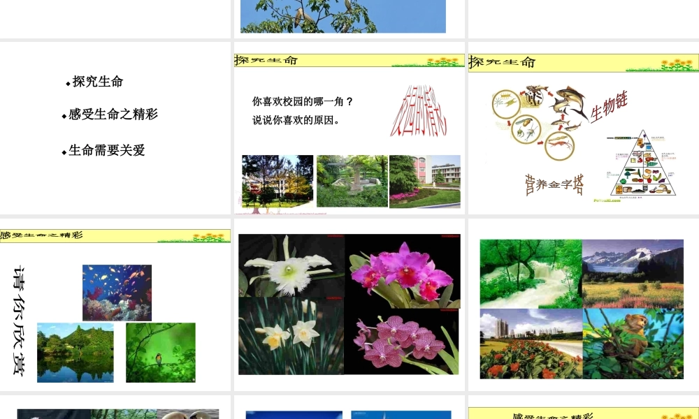 2014年秋七年级政治上册 第三课 第一框 世界因生命而精彩课件1 新人教版