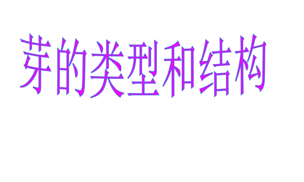 2014年秋八年级生物上册 4.1.6 芽的类型和结构课件 济南版