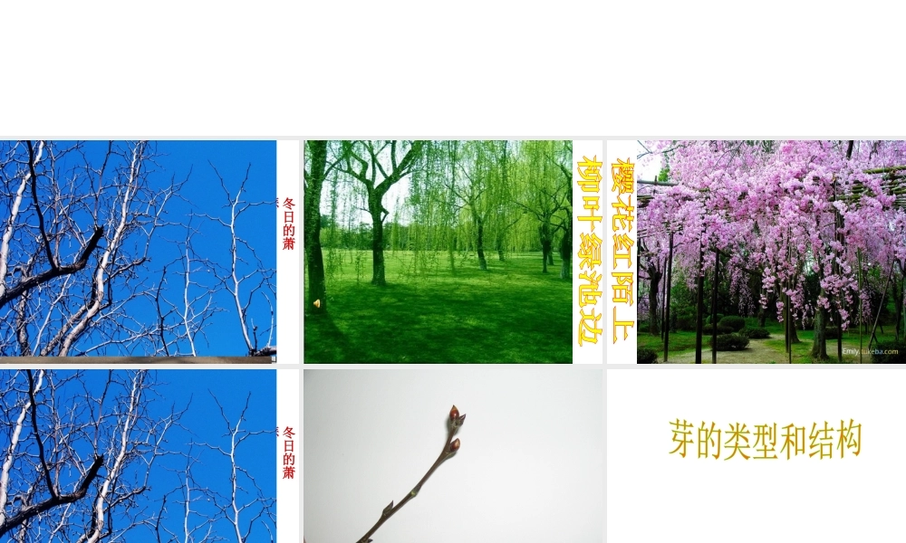 2014年秋八年级生物上册 4.1.6 芽的类型和结构课件 济南版