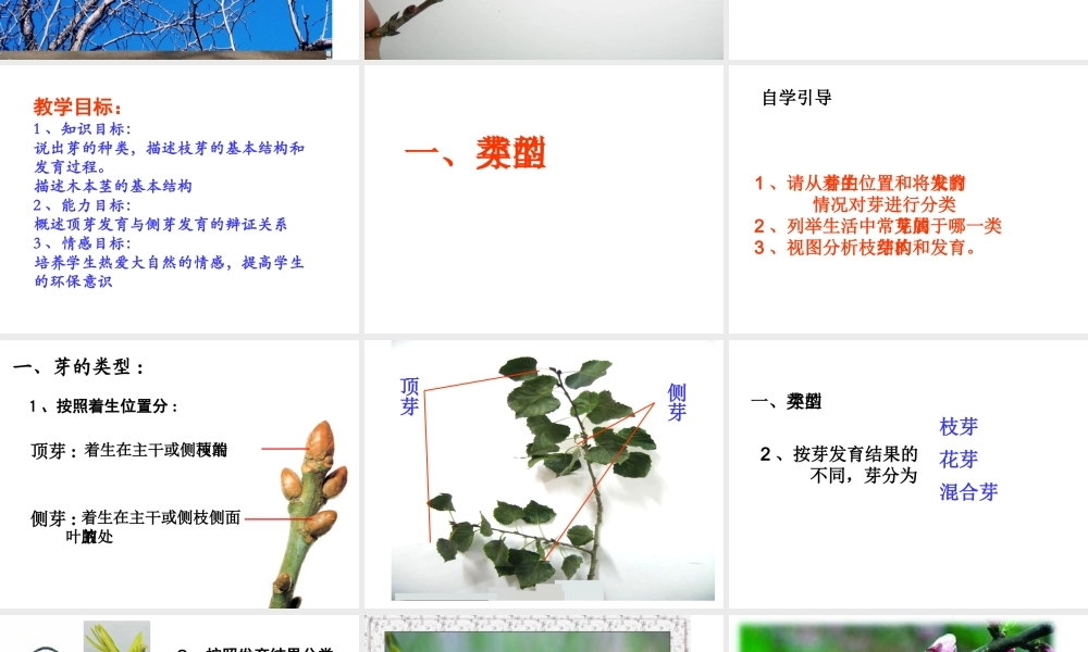 2014年秋八年级生物上册 4.1.6 芽的类型和结构课件 济南版