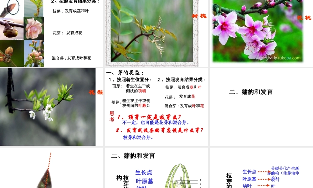 2014年秋八年级生物上册 4.1.6 芽的类型和结构课件 济南版