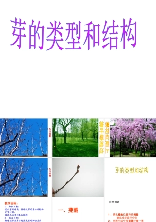 2014年秋八年级生物上册 4.1.6 芽的类型和结构课件 济南版