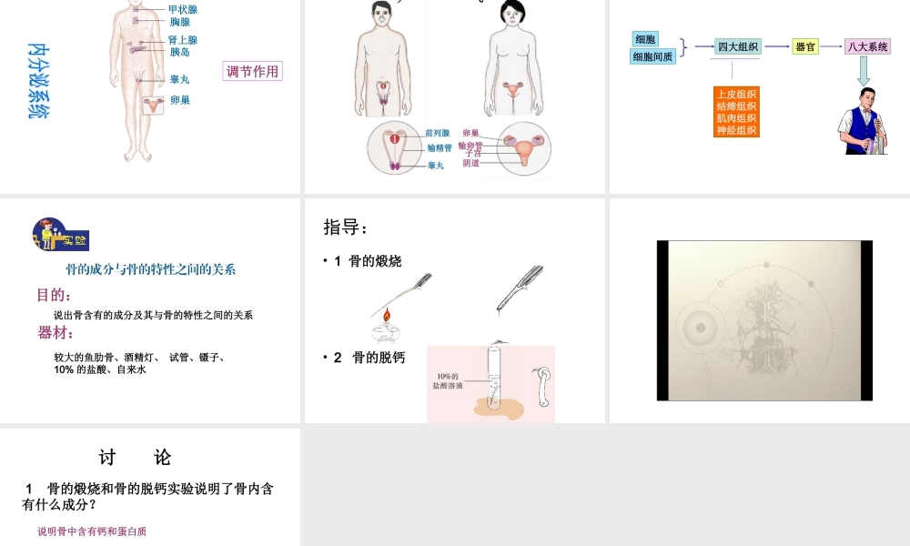 2014七年级生物下册 4.8.3 人体概述课件二 （新版）苏教版