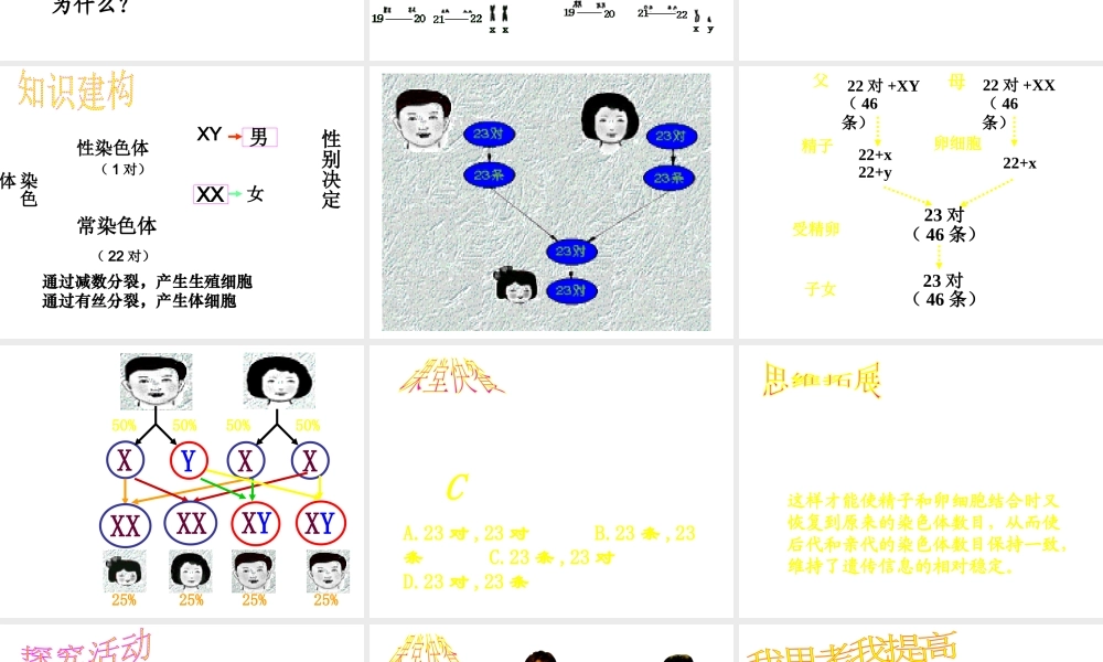 2014年秋八年级生物上册 4.4.3 人类染色体与性别决定课件 （新版）济南版