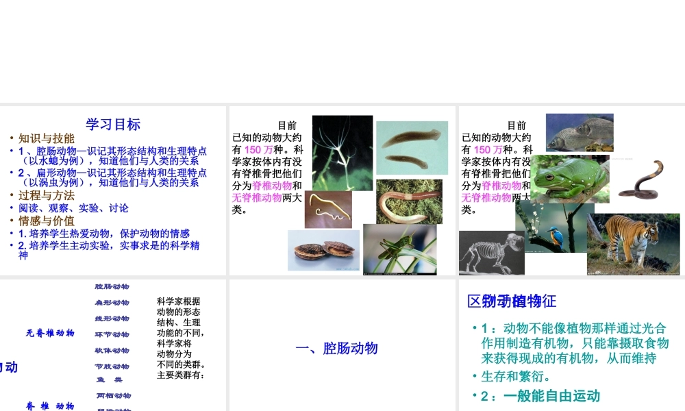 2014年秋八年级生物上册 5.1.1 肠动物和扁形动物课件 （新版）新人教版