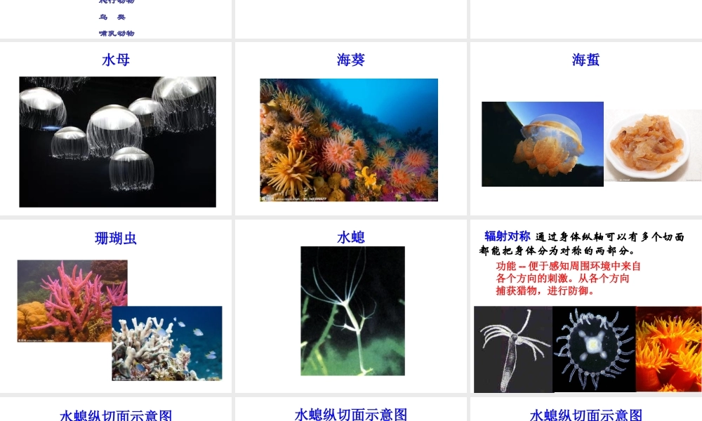 2014年秋八年级生物上册 5.1.1 肠动物和扁形动物课件 （新版）新人教版