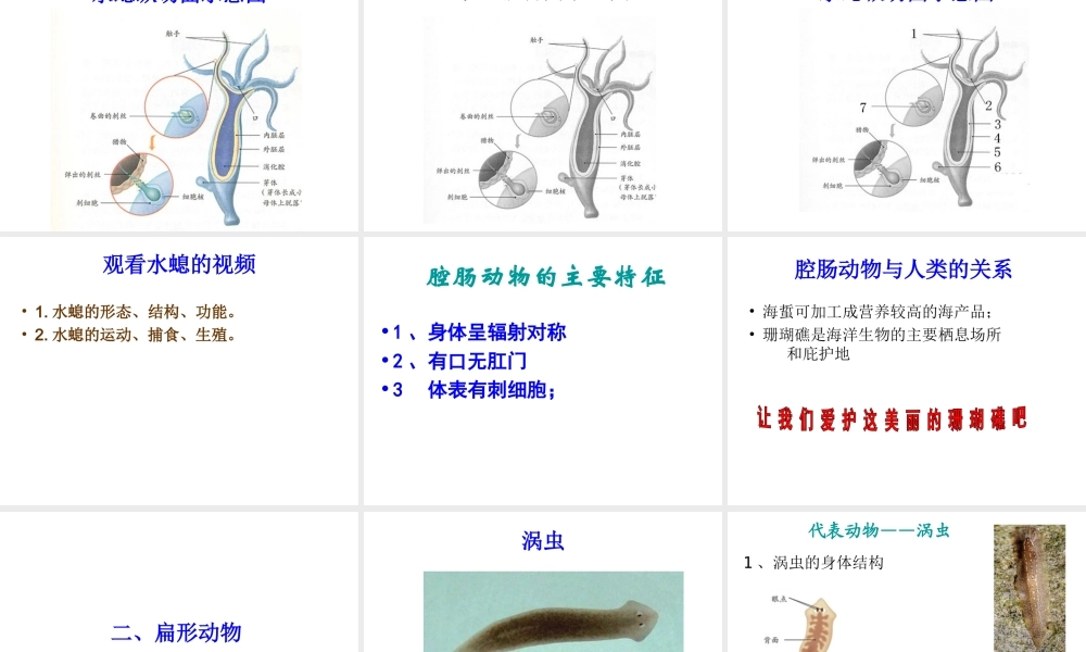 2014年秋八年级生物上册 5.1.1 肠动物和扁形动物课件 （新版）新人教版