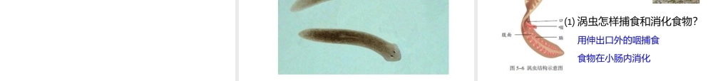 2014年秋八年级生物上册 5.1.1 肠动物和扁形动物课件 （新版）新人教版