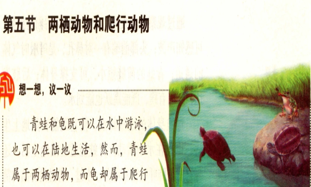 2014年秋八年级生物上册 5.1.5 两栖动物和爬行动物课件 （新版）人教版