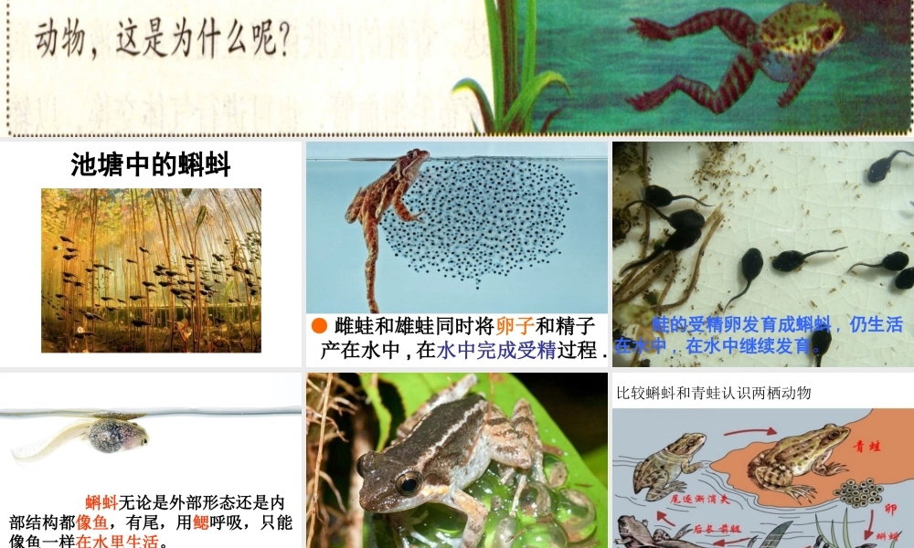 2014年秋八年级生物上册 5.1.5 两栖动物和爬行动物课件 （新版）人教版