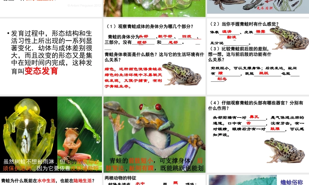 2014年秋八年级生物上册 5.1.5 两栖动物和爬行动物课件 （新版）人教版