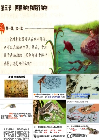 2014年秋八年级生物上册 5.1.5 两栖动物和爬行动物课件 （新版）人教版