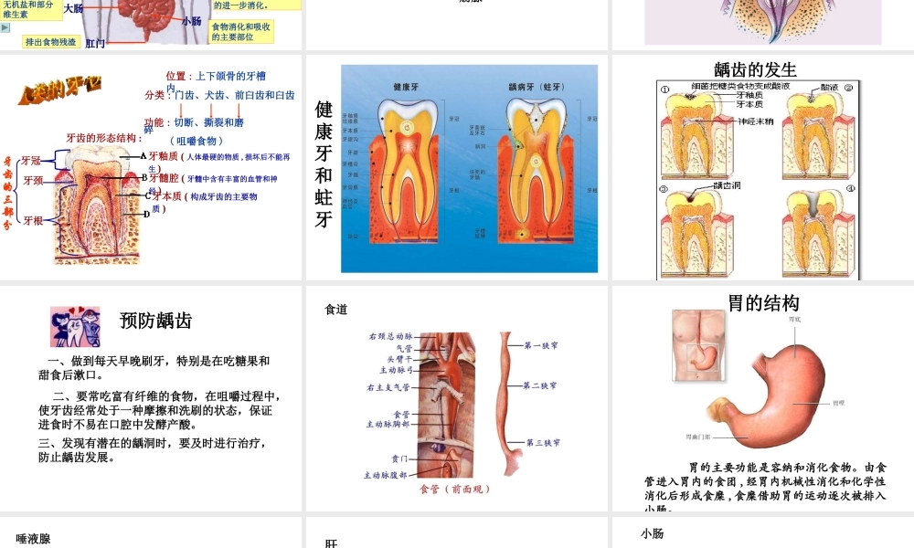 2014七年级生物下册 4.9.2 人体的消化和吸收课件二 （新版）苏教版