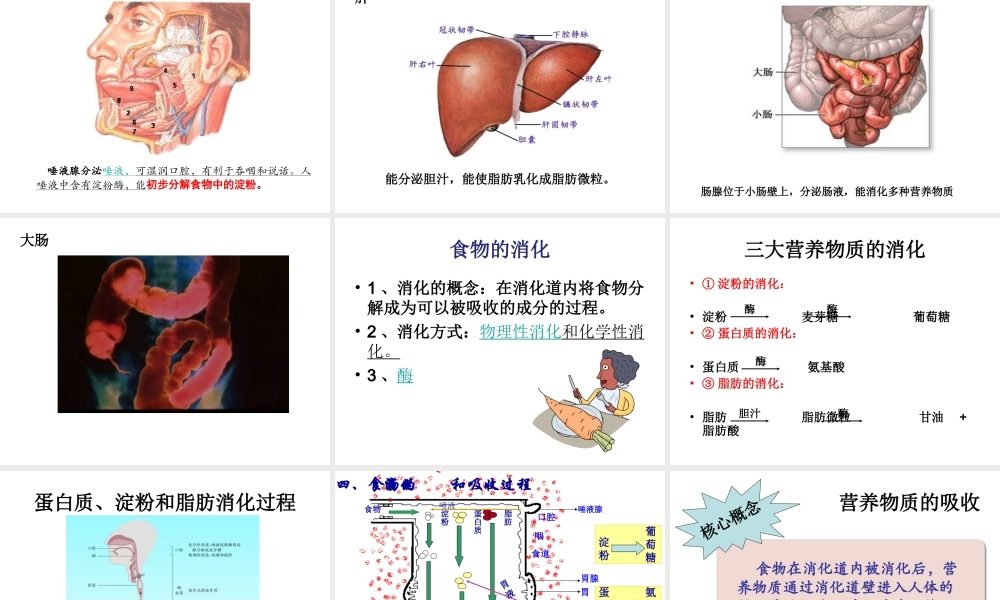 2014七年级生物下册 4.9.2 人体的消化和吸收课件二 （新版）苏教版