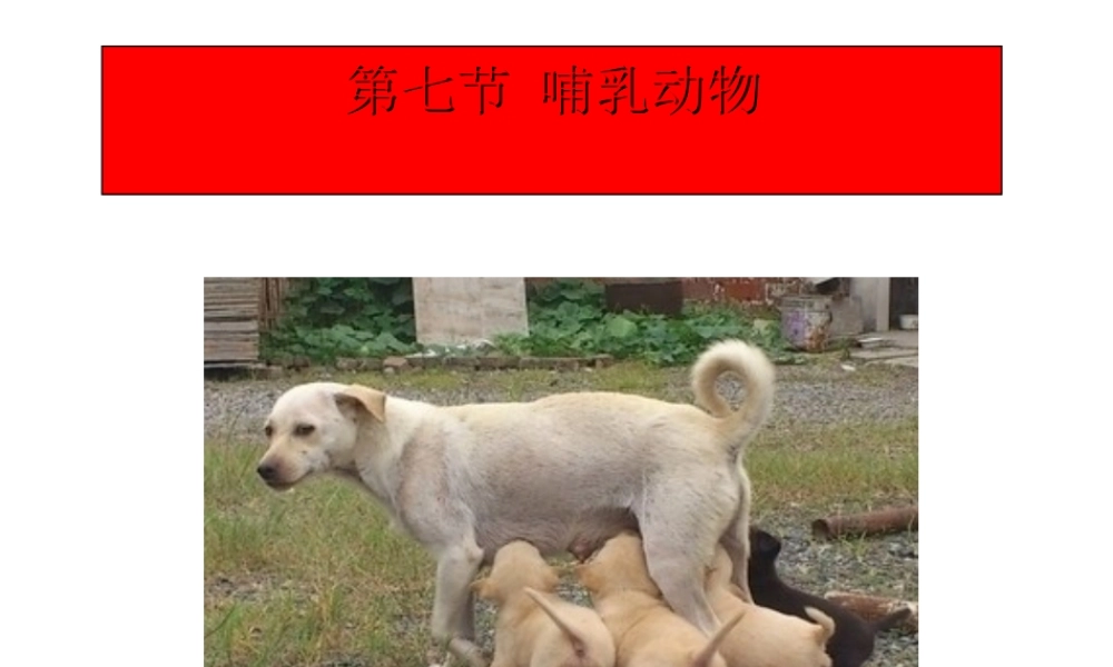 2014年秋八年级生物上册 5.1.7 哺乳动物课件 （新版）新人教