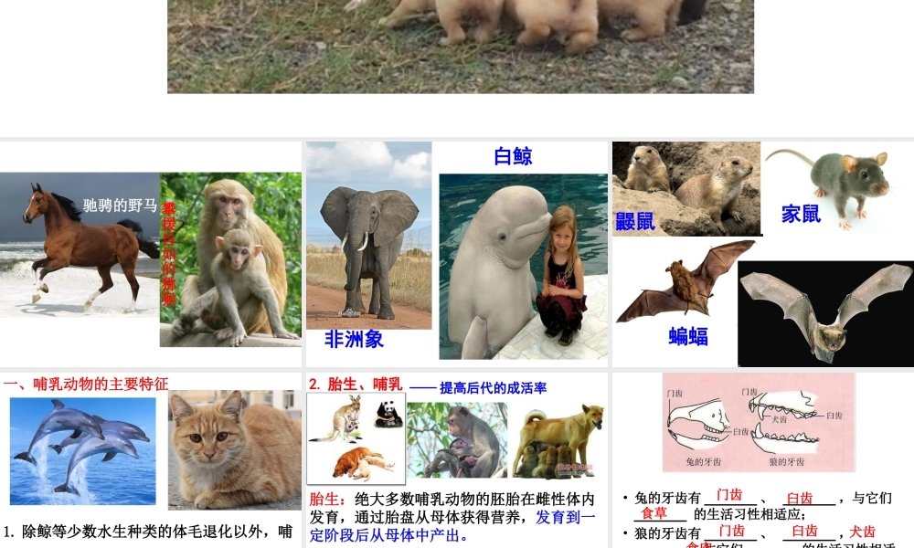 2014年秋八年级生物上册 5.1.7 哺乳动物课件 （新版）新人教