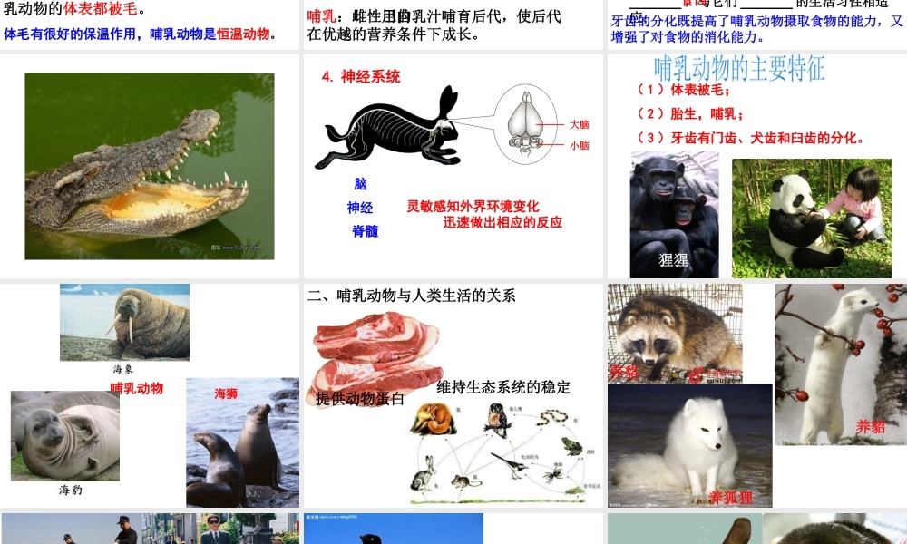 2014年秋八年级生物上册 5.1.7 哺乳动物课件 （新版）新人教