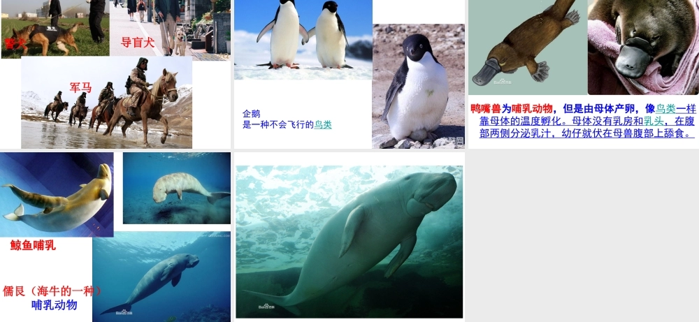 2014年秋八年级生物上册 5.1.7 哺乳动物课件 （新版）新人教