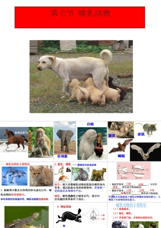 2014年秋八年级生物上册 5.1.7 哺乳动物课件 （新版）新人教