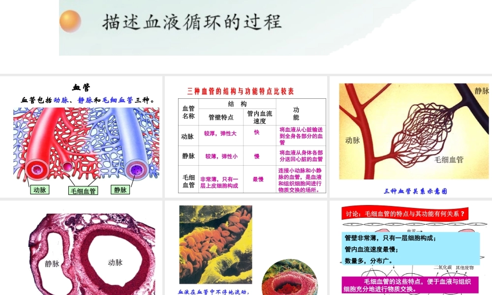 2014七年级生物下册 4.10.2 人体的血液循环课件二 （新版）苏教版