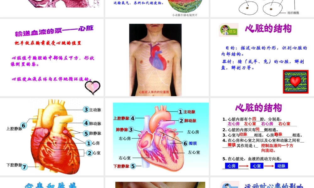 2014七年级生物下册 4.10.2 人体的血液循环课件二 （新版）苏教版