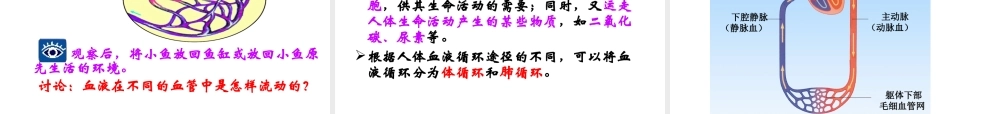 2014七年级生物下册 4.10.2 人体的血液循环课件二 （新版）苏教版
