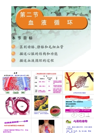 2014七年级生物下册 4.10.2 人体的血液循环课件二 （新版）苏教版