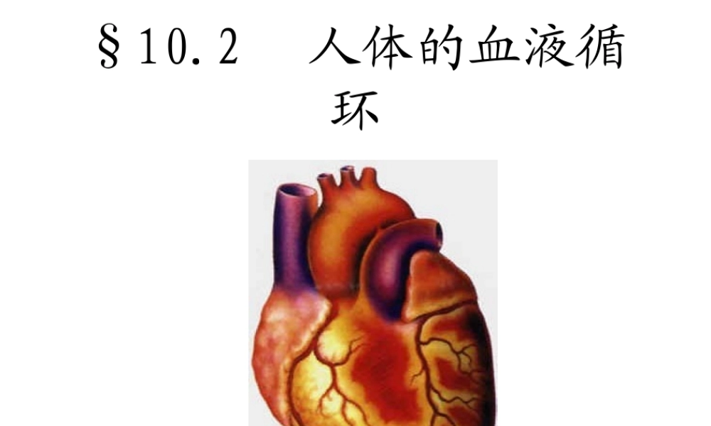 2014七年级生物下册 4.10.2 人体的血液循环课件一 （新版）苏教版
