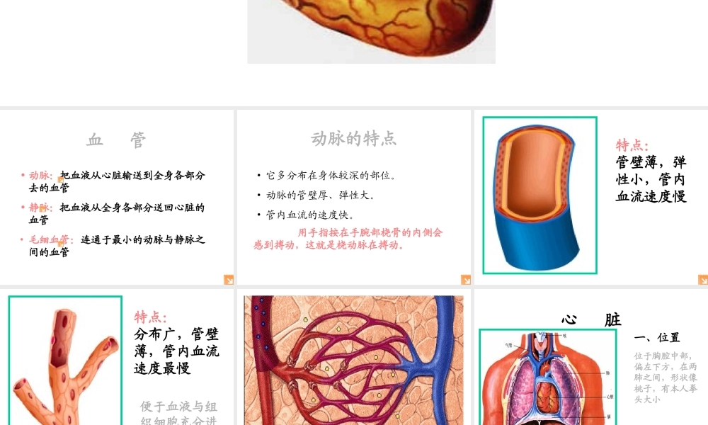 2014七年级生物下册 4.10.2 人体的血液循环课件一 （新版）苏教版