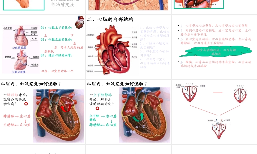 2014七年级生物下册 4.10.2 人体的血液循环课件一 （新版）苏教版