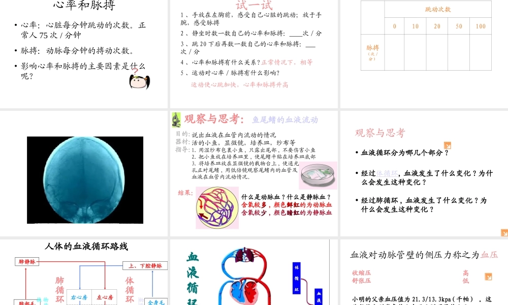 2014七年级生物下册 4.10.2 人体的血液循环课件一 （新版）苏教版