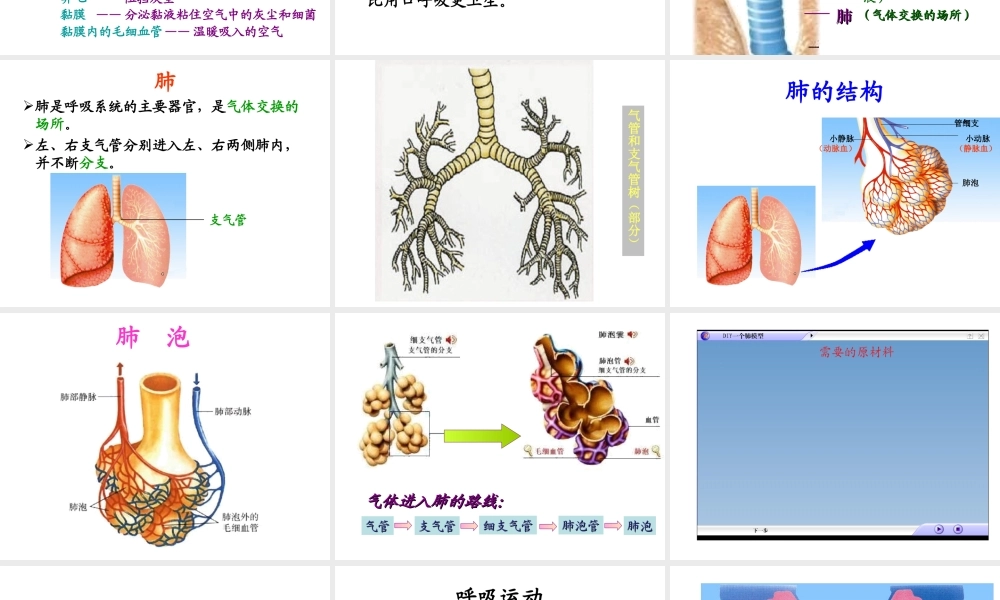 2014七年级生物下册 4.10.3 人体和外界环境的气体交换课件一 （新版）苏教版
