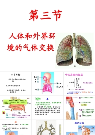 2014七年级生物下册 4.10.3 人体和外界环境的气体交换课件一 （新版）苏教版