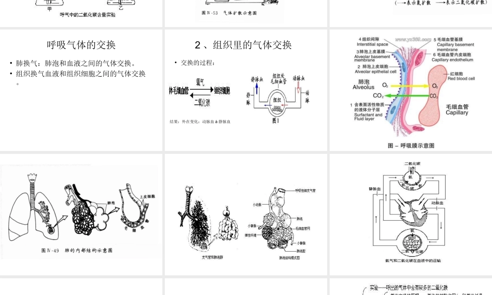 2014七年级生物下册 4.10.4 人体内的气体交换课件二 （新版）苏教版